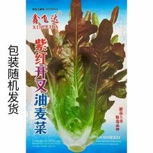 紫红开叉油麦菜种子四季播种耐热尖叶甜麦菜种籽无斑速生叶子菜籽