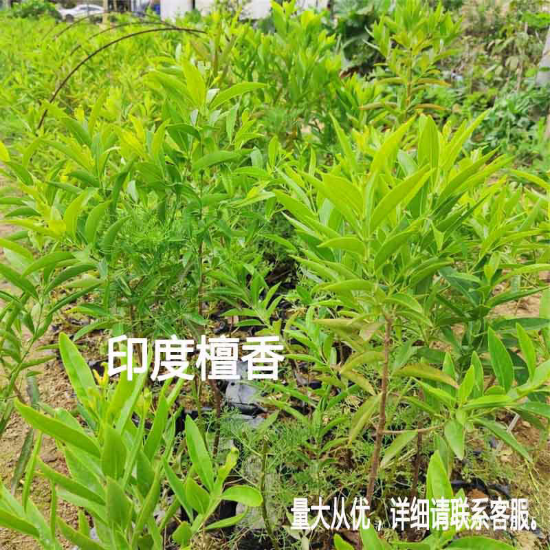 名贵苗木正宗印度檀香树苗珍贵植物老山檀香庭院户外小苗盆景盆栽