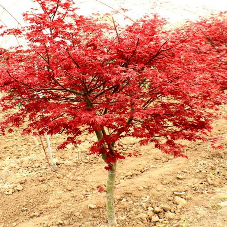 地栽日本红枫树红舞姬四季红庭院美国红枫红枫盆栽树苗四季中国红-阿