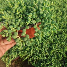 佛珠吊兰带盆栽好情人泪紫玄月多肉植物垂吊植物盆栽速卖通跨境