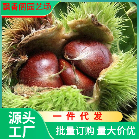 九家板栗苗树嫁接栗子苗良种锥栗苗南北方种植大红袍板地栽果树苗