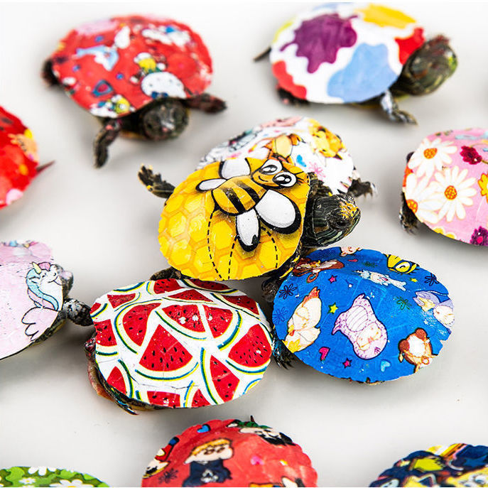 七彩小乌龟网红小龟彩色龟苗彩绘龟炫彩小龟小额代发批发七彩乌龟