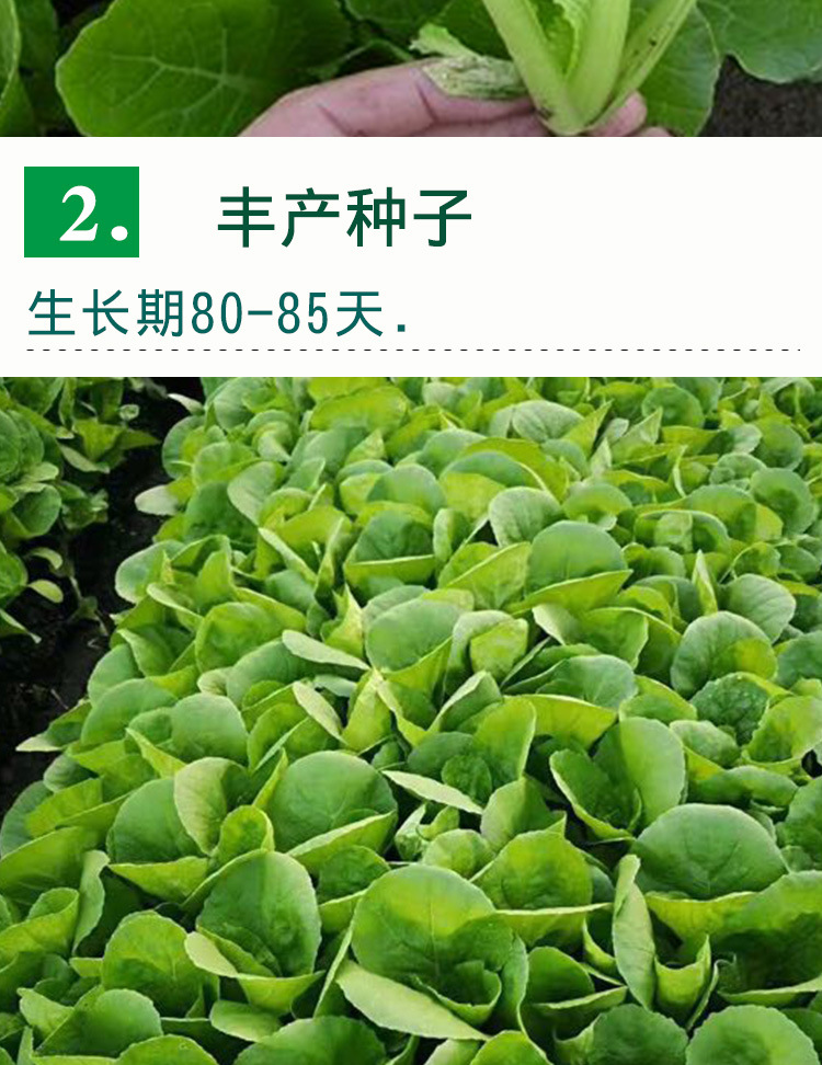 四季小白菜种子 农田菜园基地阳台绿柄纤维少小白菜蔬菜籽