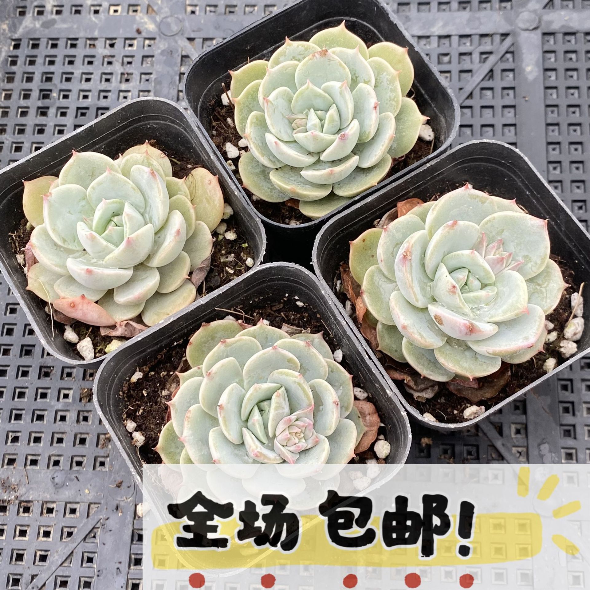 荷叶莲带盆多肉植物盆栽绿植办公室书桌宿舍礼品摆摊基地批发