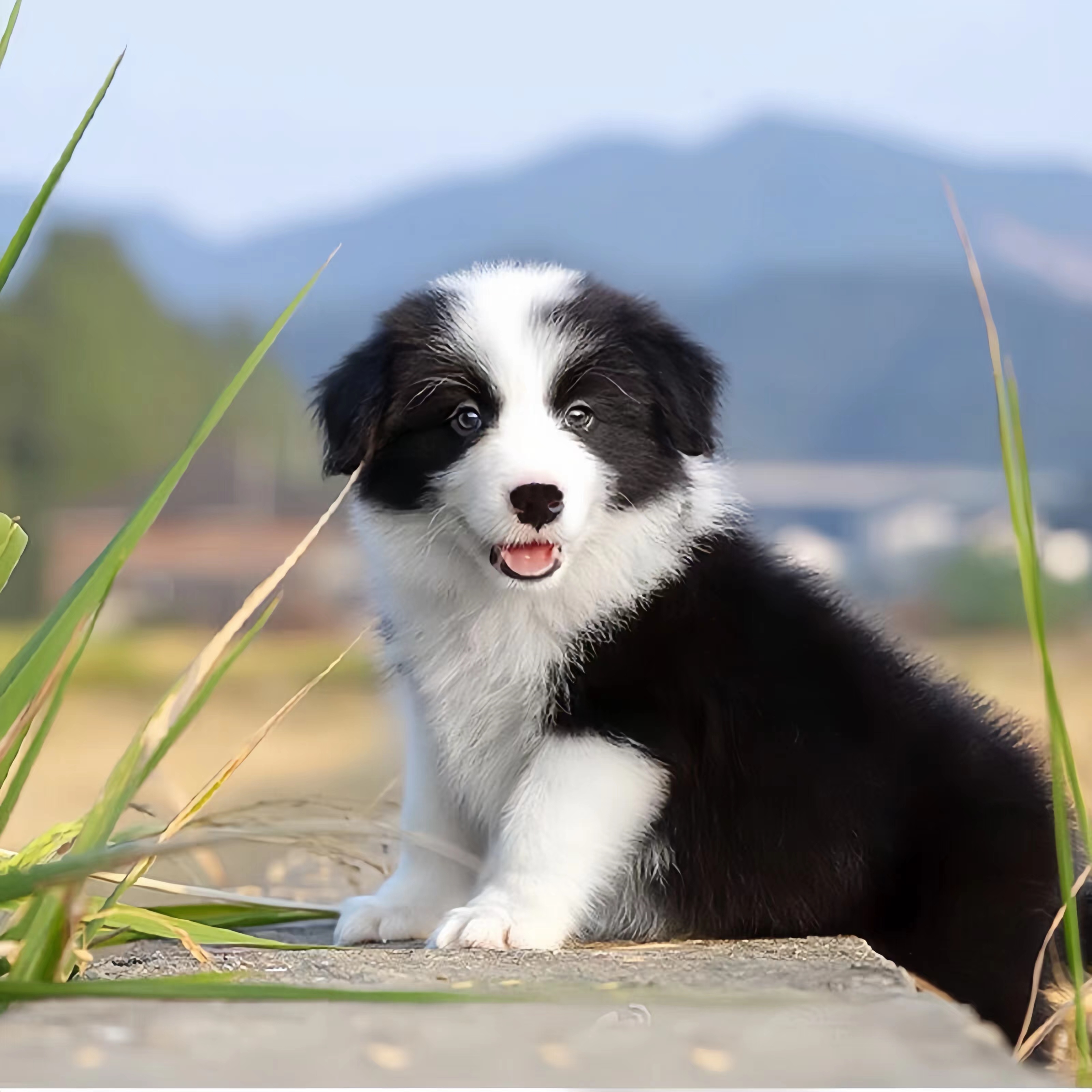 纯种边牧幼犬七白三通边境牧羊犬黑白陨石金边牧活体中型宠物幼崽