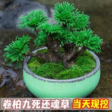 卷柏九死还魂草桌面花卉植物盆景盆栽假山组合吸水石菖蒲兰花