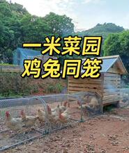 养鸡笼隧道室外加密养鸡跑道子黄鼠狼隧道棚移动养殖网管道