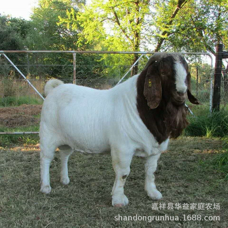 华益波尔山羊种羊养殖场 波尔山羊养殖技术 羊羔多少钱一只