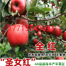 圣女红苹果树树苗嫁接矮化全红高桩无果锈晚熟北南方种植果树果苗