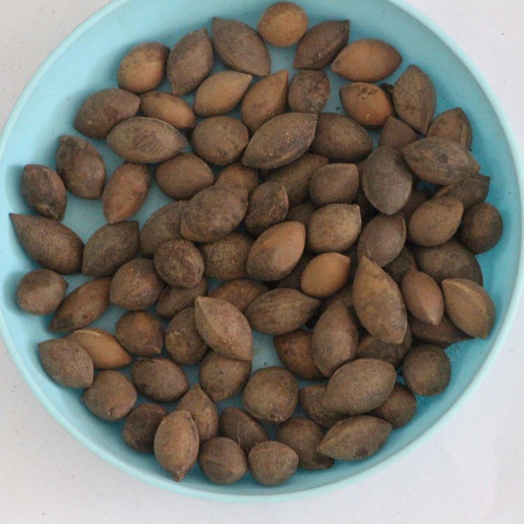 基地直销三尖杉种子 三尖杉林木种子 量大优惠 品种保证