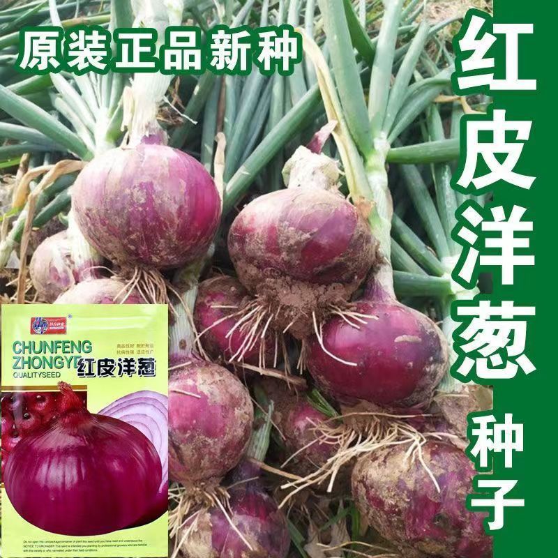 紫红皮洋葱种洋葱种子紫皮洋葱种子秋季盆栽葱种圆葱扁圆紫色蔬菜