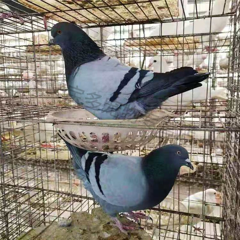 鸽子一对}鸽子活体落地王银王白羽王一年种鸽到家就下蛋