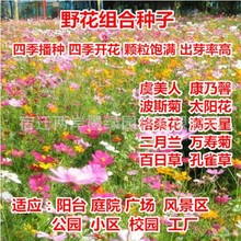 四季播野花组合种子 波斯菊格桑花百日草虞美人 别墅绿化草花种子