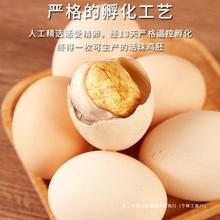 五香香辣活珠子喜蛋13天新鲜鸡蛋熟鸡胚毛鸡蛋钢化散养金凤