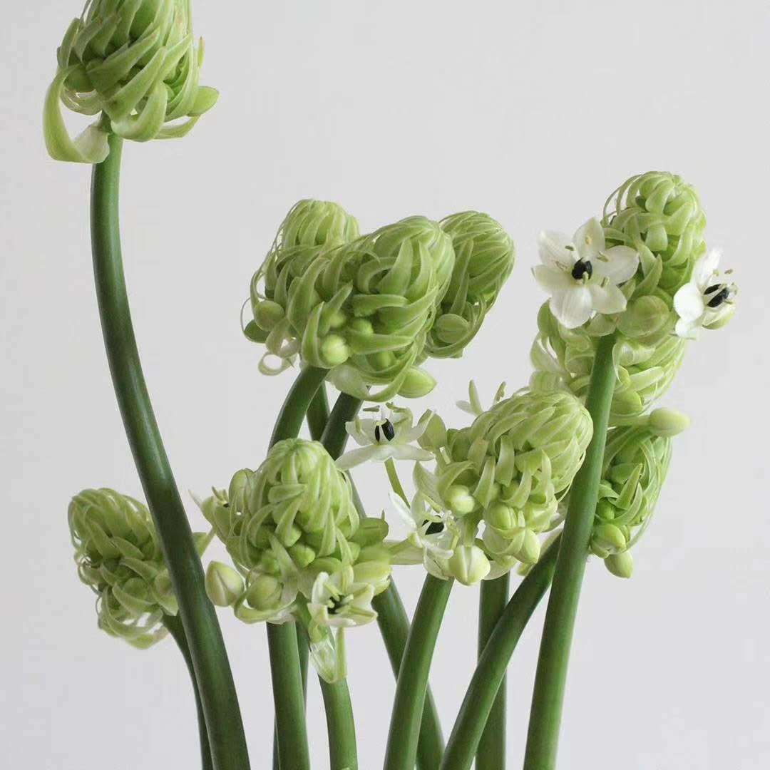 国产雀梅/天鹅绒.水养真花家庭办公供佛用花材大部分地区批发鲜花