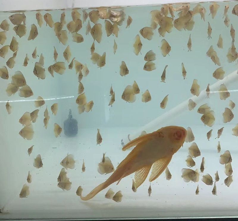 七彩神仙鱼高品质淡水热带鱼观赏鱼各个品种活体鱼苗渔场诚信