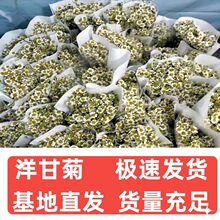 洋甘菊云南基地鲜花直批家用插花团购摆摊花材批发可一件代发包邮