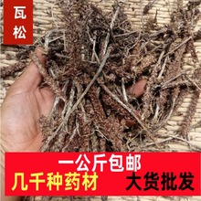 瓦松 中药材 瓦松花 流苏阿松 向天草 酸塔 天王铁 塔草瓦塔包邮