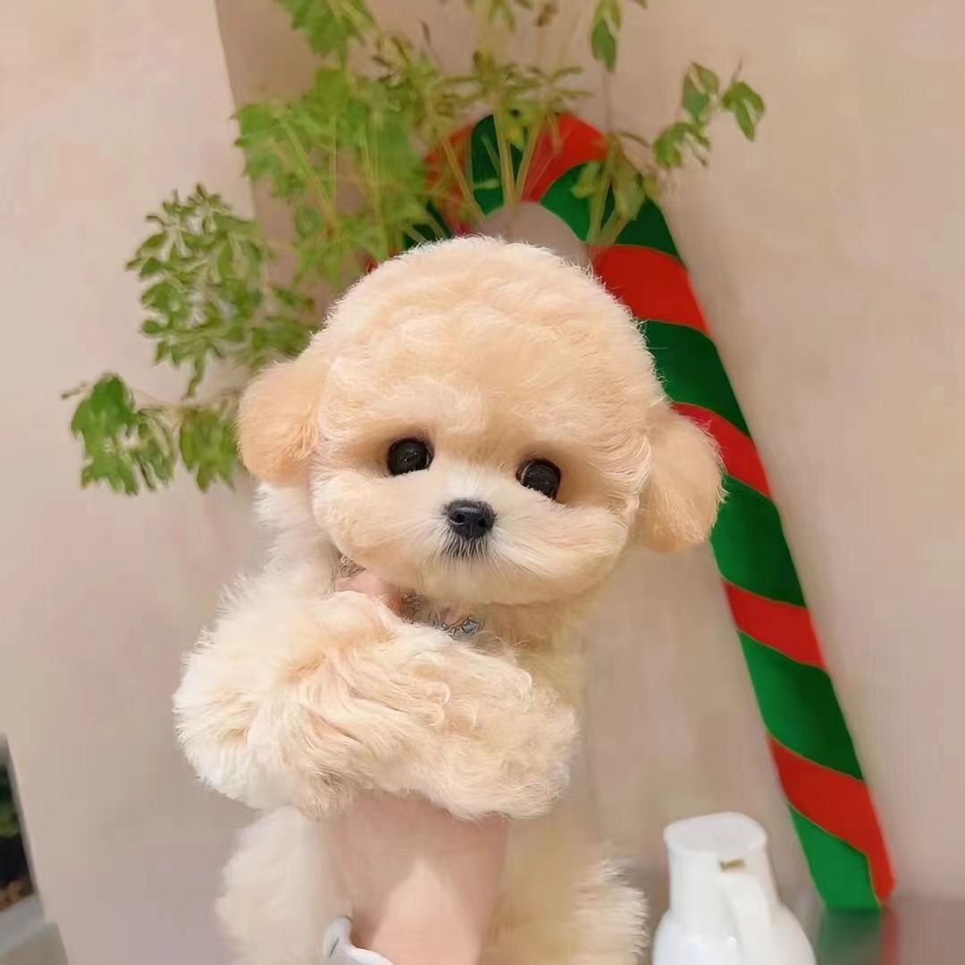 泰迪狗活体出售泰迪犬活物纯种泰迪幼犬价格长不大茶杯犬小型宠物