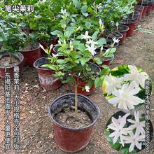 重瓣笔尖茉莉盆栽浓香型好养植物室内外老桩花苗四季净化空气包邮