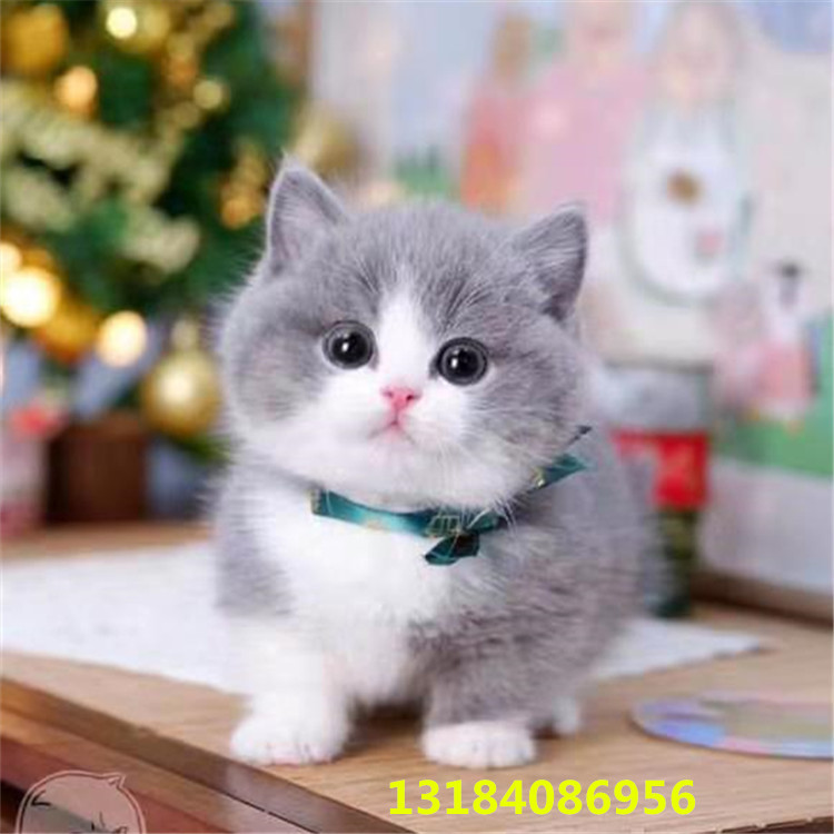 英短蓝白猫活体 折耳蓝猫有幼猫活体 矮脚美短猫活体金银渐层活体