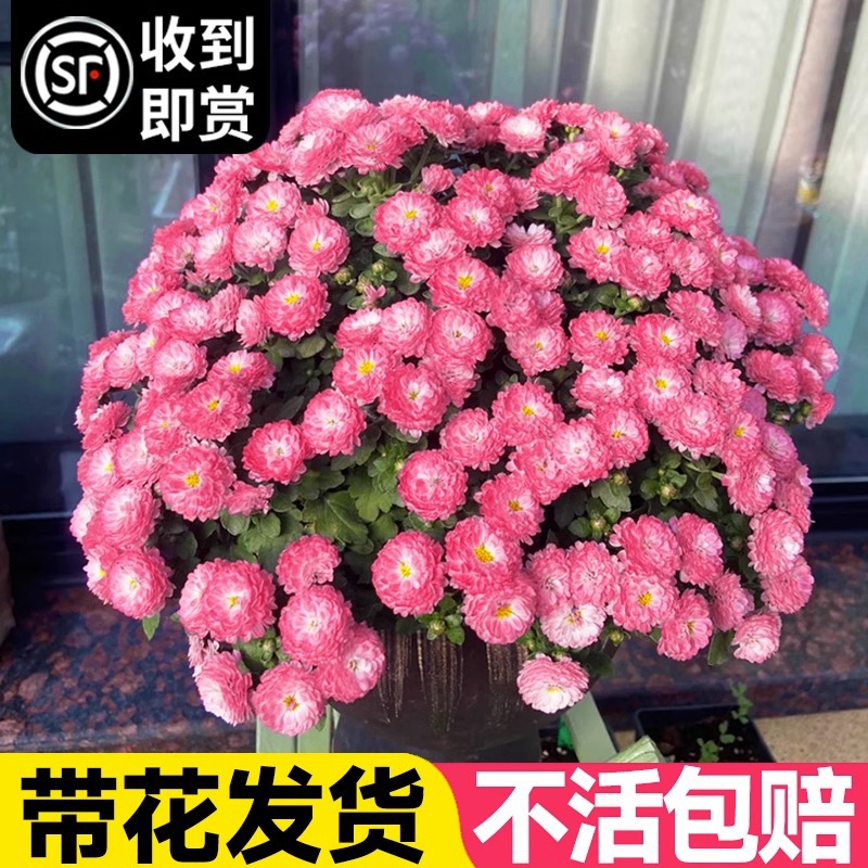 球菊花苗盆栽糖果甜心花卉植物耐寒荷兰菊姬小菊带花苞客厅阳台