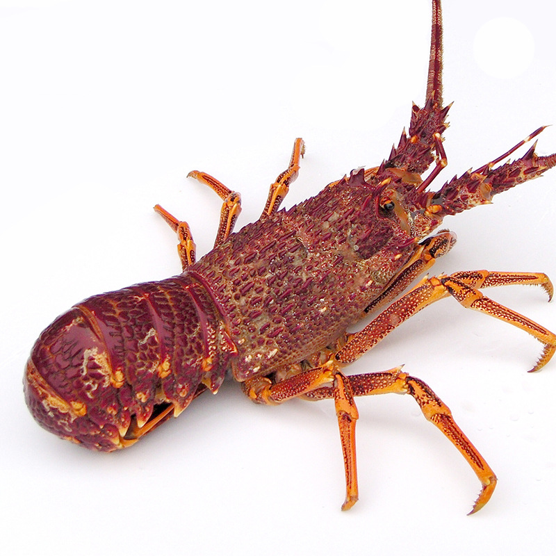 冰鲜澳龙生冻奥龙澳洲特大龙虾澳大利亚红龙餐饮酒楼商用一件代发