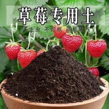 土草莓草莓营养土批发种花种菜通用盆栽花卉种花肥料一件代销代货