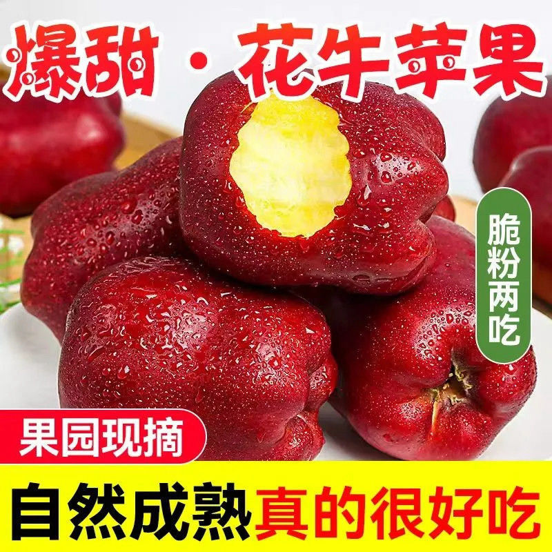 2025新果甘肃天水花牛苹果粉脆两吃当季头茬新鲜水果现摘现发