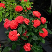 一件代发微型多季开花室内外阳台庭院盆栽花卉观花地栽植物玫瑰月