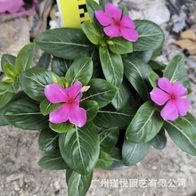 长春花盆栽开业装饰庭院设计花镜设计施工盆栽绿化造景时花配送