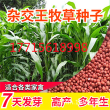 高产四季牧草种子多年生大叶高丹杂交王草种籽牛羊猪鱼兔养殖畜牧