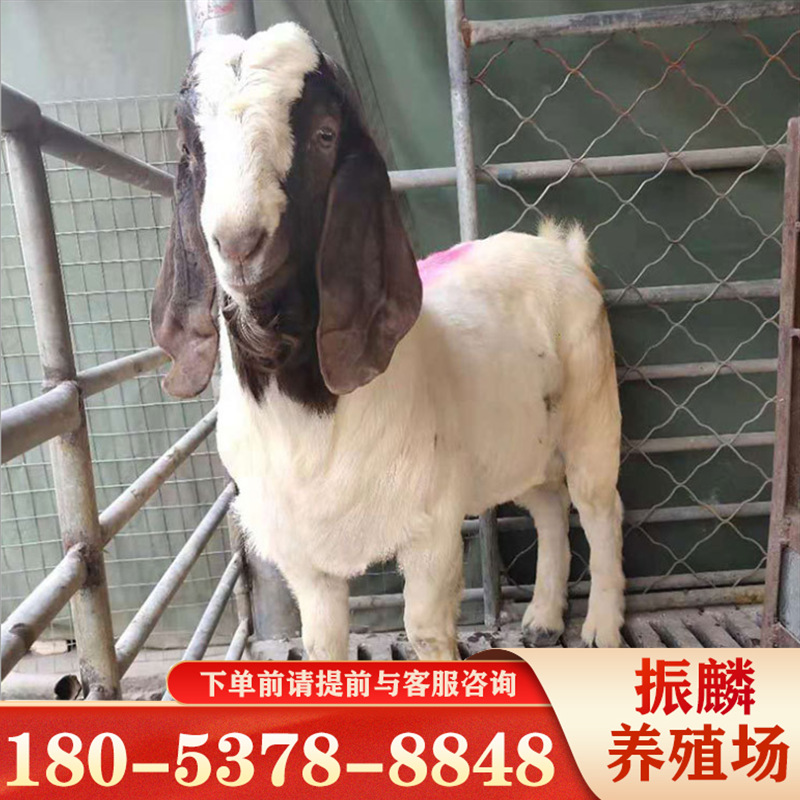 活体羊羔波尔山羊母羊山羊活体小尾寒羊黑山羊活苗-阿里巴巴