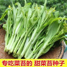白菜苔种籽四季白菜心种子香甜早白菜苔菜种阳台庭院蔬菜种植