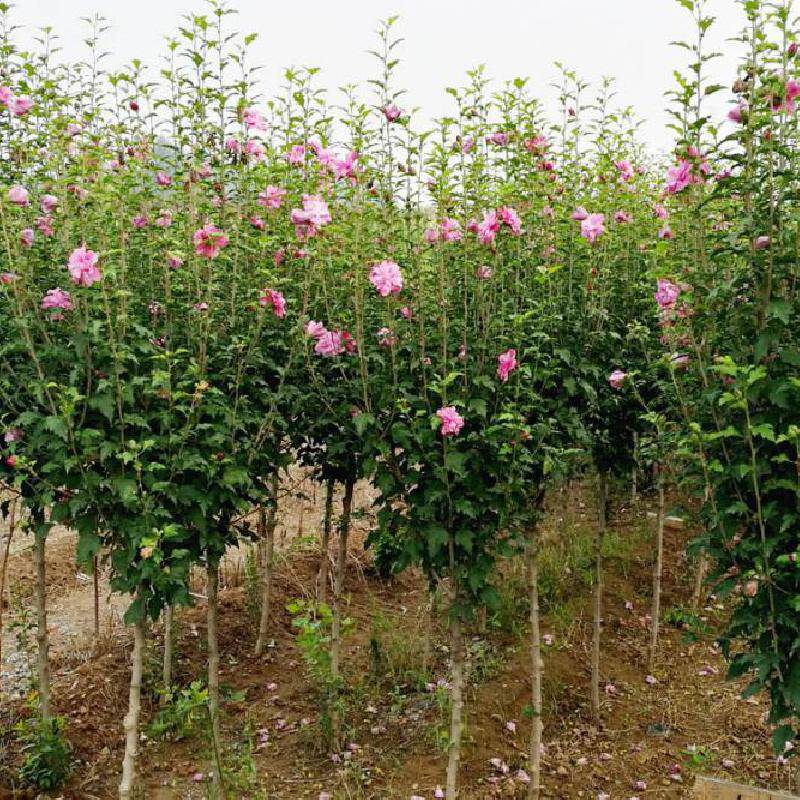 重瓣木槿花苗室内室外庭院耐寒耐阴植物工程绿化苗木盆栽木槿树苗
