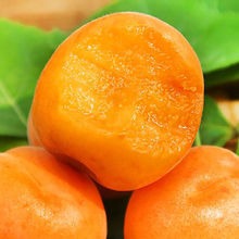 现摘新鲜杏子陕西大黄杏金太阳梅子孕妇酸甜水果当季水果批发包邮