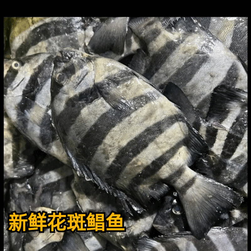 当季新花斑鲳鱼石鲷鱼黑石斑鱼黑立鱼1斤约5条整箱海鲜水产批发 2