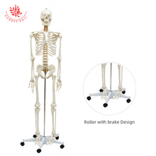 1:1塑料仿真人体骨骼模型带脊神经颈动脉170cm大骨架医药教学器材