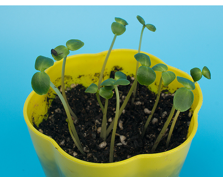 凤仙花的一生教材配套科学课程科技小制作趣味实验创客兴趣班作业