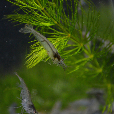 黑壳虾水草除藻虾观赏虾清洁虾活体虾宠物虾秀丽白虾