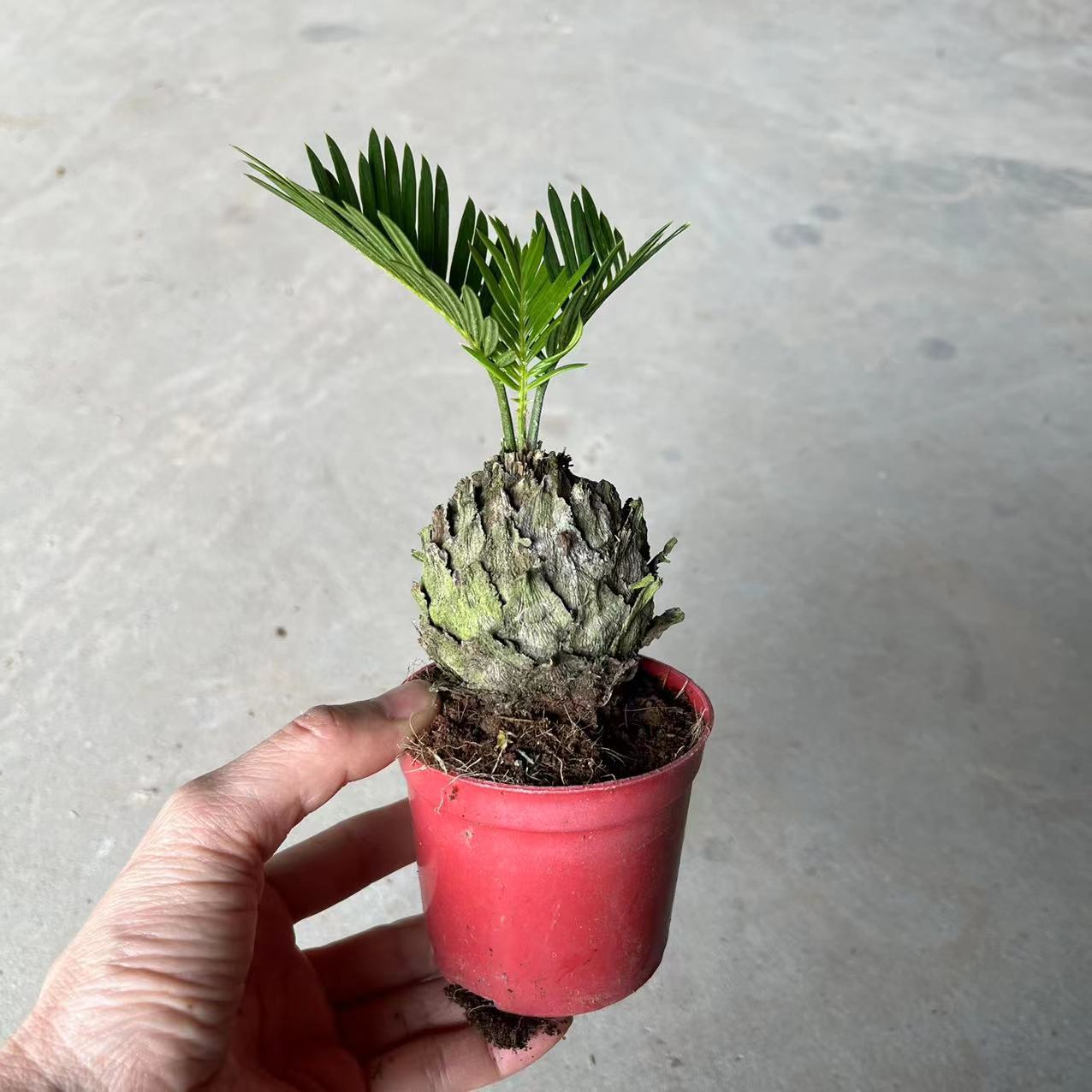 【基地直批】70#迷你铁树 桌面好养观叶组盆小盆栽-阿里巴巴