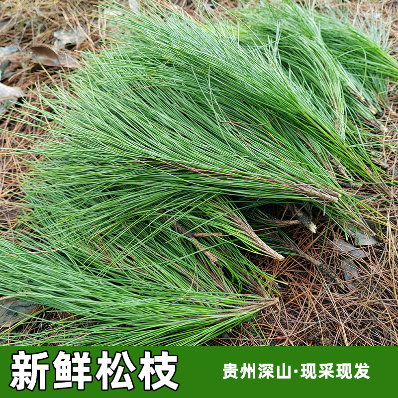 包邮马尾松针 贵州深山现采松针新鲜松枝叶松针酵素马尾松山松针