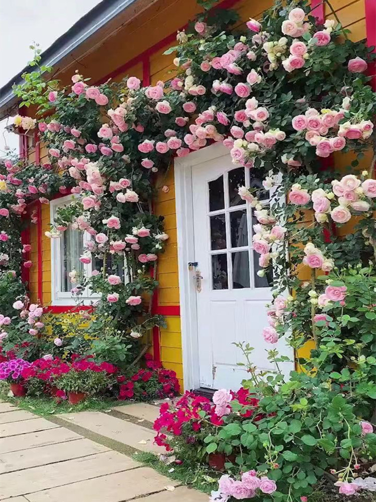 日系花墙拱门爬藤花卉藤本月季蔷薇特大花苗庭院植物浓香龙沙宝石