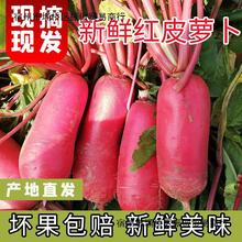 四川特产红皮萝卜泡菜炖菜现摘现发白肉胭脂红水萝卜新鲜蔬菜