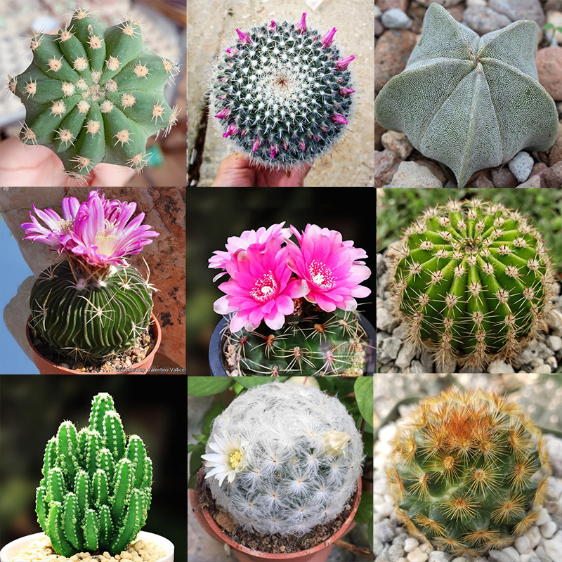 绯花玉多肉植物组合盆栽套餐仙人球室内开花肉肉带盆仙人掌小绿植