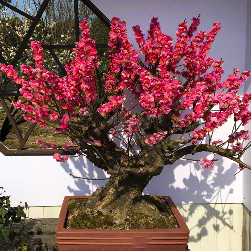 冬天不怕冷的花耐寒耐冻花卉腊梅花苗盘景植物腊梅老桩家养红梅抗