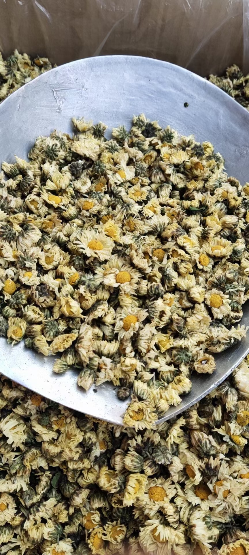 批发苏胎菊干胎菊茶 浙胎菊精选罐装胎菊花茶袋泡茶花茶源头厂家