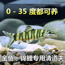 观赏鱼中华沙鳅中国原生鱼冷水清道夫花泥鳅好养耐活淡水底层清洁