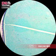 大科教学 苦杏仁种子横切 显微玻片 高等教学使用 生物切片标本