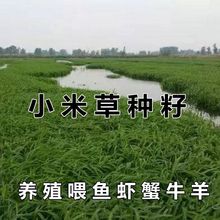 小米草种籽养殖水草虾蟹雀叶稗湖南稷子牧草种子水草草籽喂鱼草种